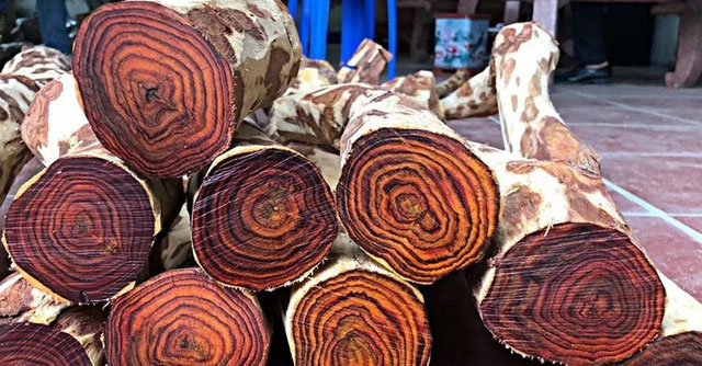 This type of wood is known as 'open-air gold': The Chinese royal family trusts it and uses it, rich people bring sacks of money to buy it!