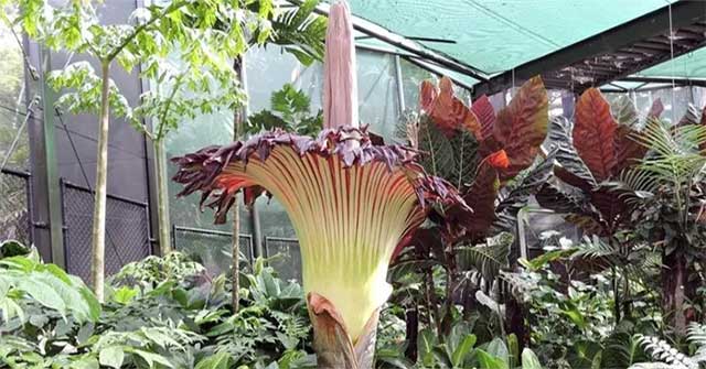 Thousands line up to see 'corpse flowers' in Australia