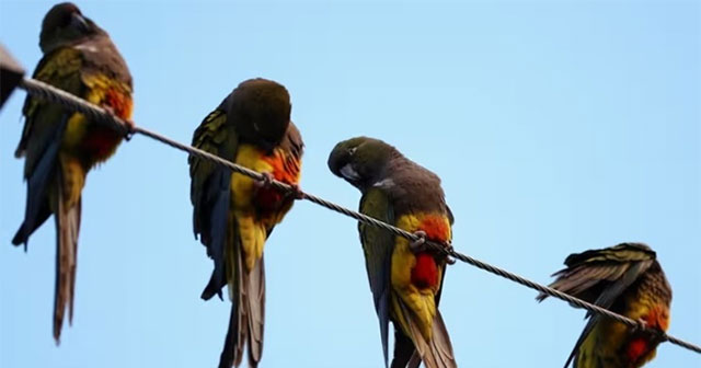 Thousands of parrots invade Argentine town