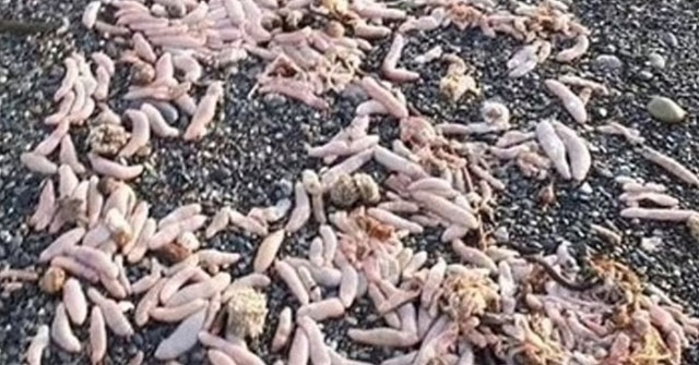 Thousands of 'penis fish' wash up on Argentine beach