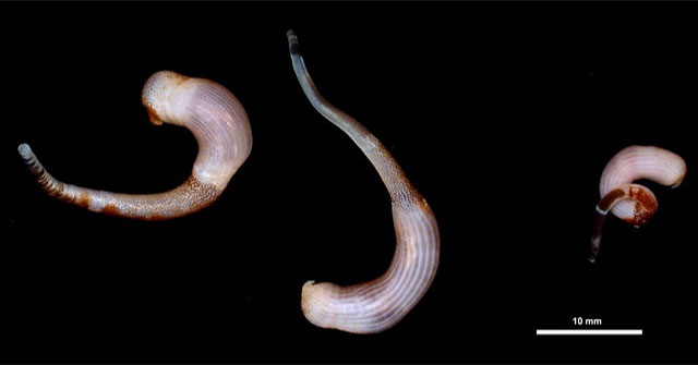 Three animals with superhuman regeneration abilities, one of which can survive in space!