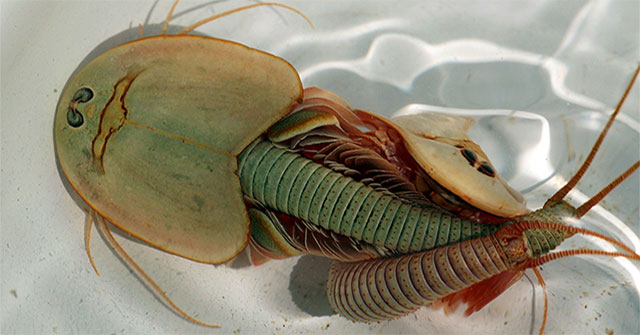 Three-eyed dinosaur shrimp - 'living fossil' is causing a 'fever' in the research world!