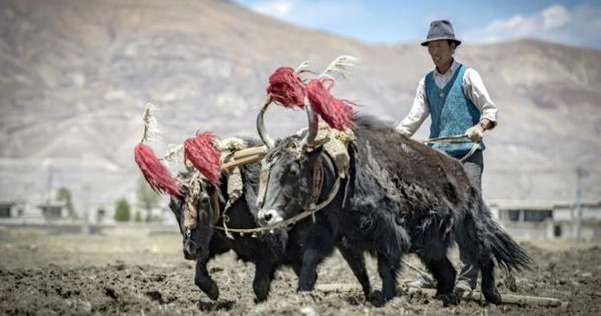 Tibetans can bring 'super powers' from another human species