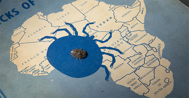 Ticks that live for 8 years don't need to be eaten in the laboratory