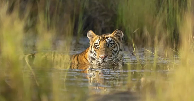 Tiger photos that surprised the world