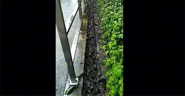 Tilapia fish line up in order, 'walking' on dry ditch