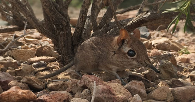 Tiny elephant shrew discovered after 50 years of disappearance