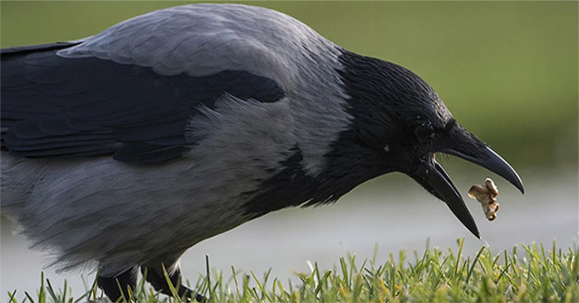 To save money on trash removal, Sweden will use crows to pick up cigarette butts