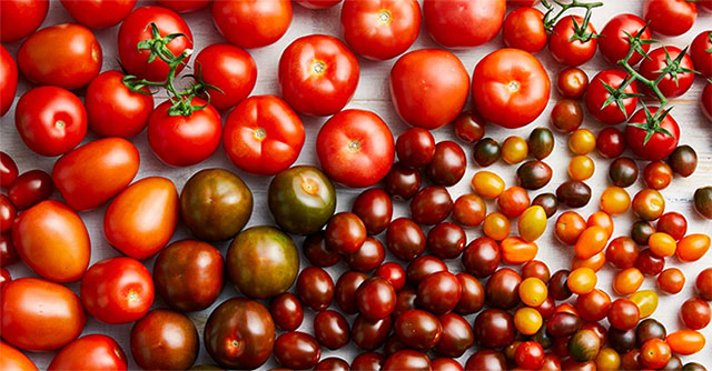 Tomatoes will be sweeter and juicier thanks to new technique