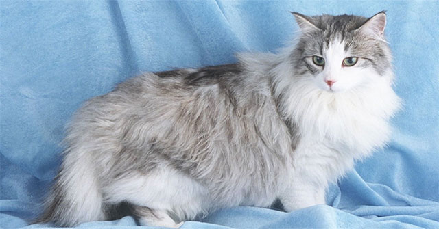 Top 10 largest domestic cat breeds in the world