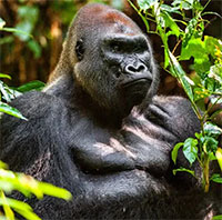 Top 10 most powerful and surviving animals on the planet