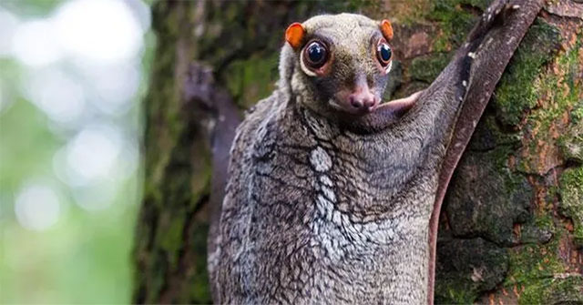 Top 10 strange animals currently living on Earth
