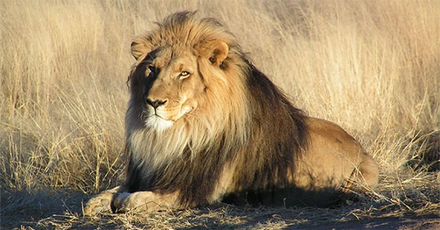 Top 10 strongest male lions in history