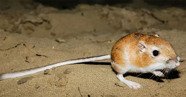 Top 10 Unbelievable Ways Animals Survive in Dangerous Environments