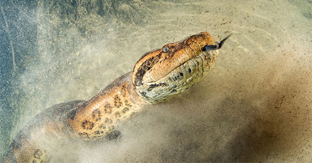 Top 11 largest and longest snakes in the world, where do they live?