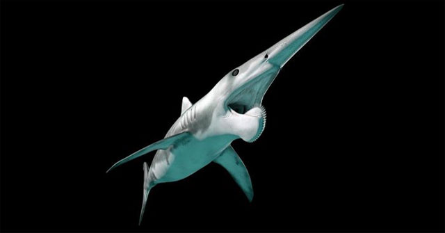 Top 15 strangest shark species on the planet