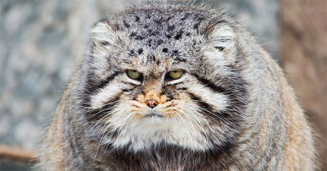 Top 3 animals that look cute but are actually extremely ferocious