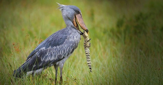 Top 3 birds that like to eat crocodiles: Number 1 also hunts snakes, a descendant of dinosaurs!