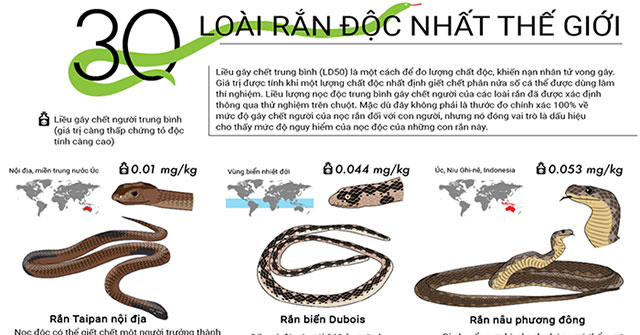 Top 30 most venomous snakes in the world