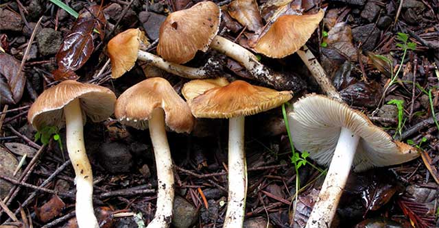 Top 4 extremely poisonous mushrooms commonly found in Vietnam