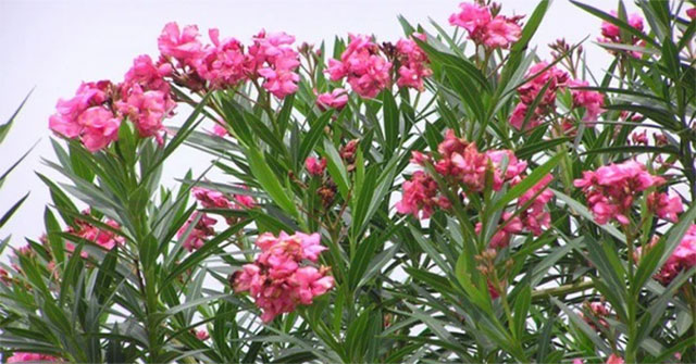 Top 4 flowers, no matter how beautiful they are, should not be displayed in the house lest they affect health