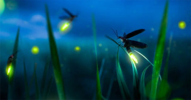 Top 4 'masters of manipulation' in the world of species