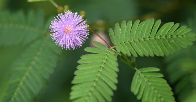 Top 5 plants with special abilities
