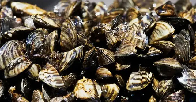 Top 6 Asian plants and animals that are an obsession with Americans
