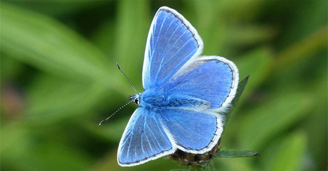 Top 7 rarest butterflies in the world