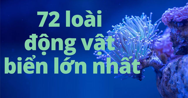 Top 72 largest marine animals in the world
