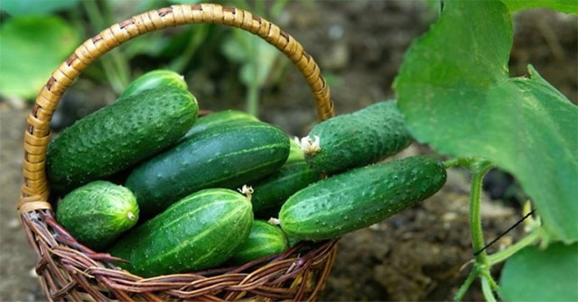Top 8 foods to reduce appetite, increase fat burning