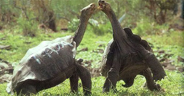 Top 'peace-loving' animals in the animal world: Dislikes conflicts, 'competitions' by comparing one thing