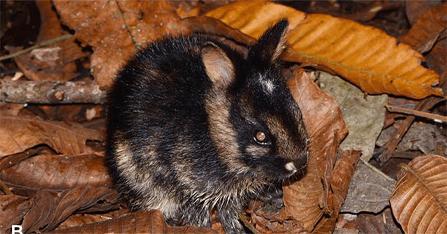 Treasure in Truong Son range: Extremely rare animal species, found nowhere else in the world, IUCN urgent protection!