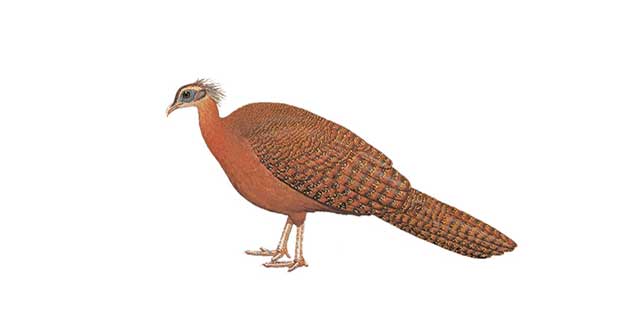 Treasure of Truong Son range: Extremely rare animal species found in only 2 countries in the world, IUCN urgently protects!