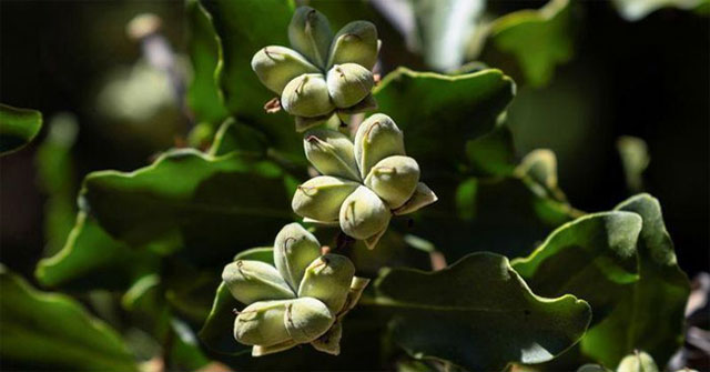 Tree species in Chile raises hope for new Covid-19 vaccine