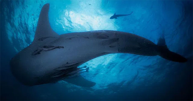 Triton Bay - Where people live with giant sharks
