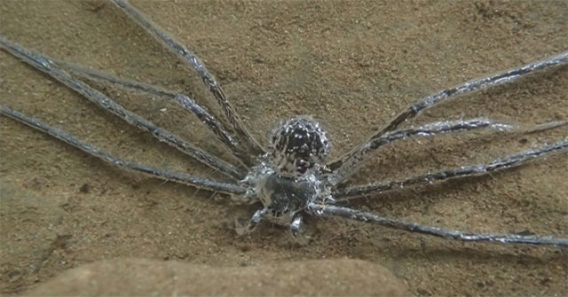 Tropical spiders can hide for 30 minutes underwater