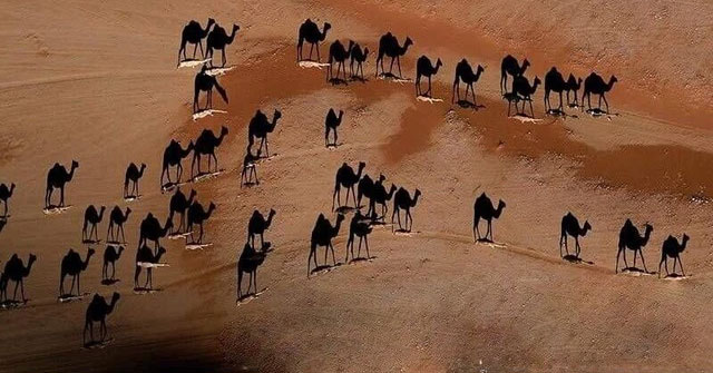 Turkey's controversial photo: What is the white color under the camel's feet?