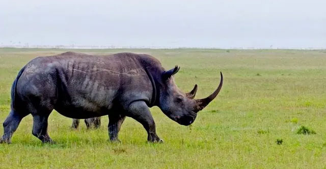 Turns out China used to have more rhino species than Africa
