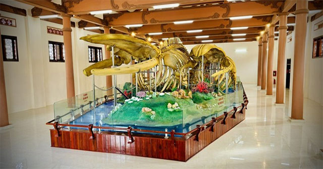 Two whale skeletons in Ly Son set record as largest in Vietnam