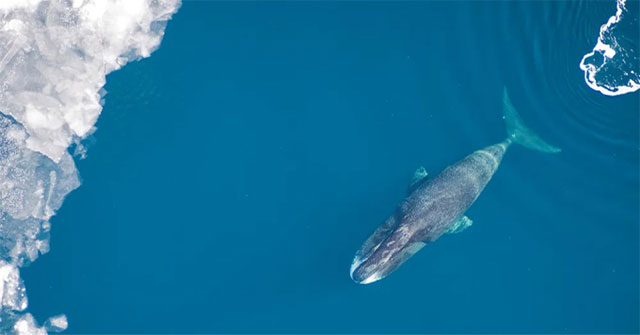Two whales nearly 100km apart dive at the same time