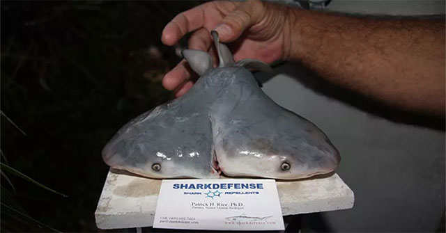 Two-headed sharks are appearing more and more and no one knows why