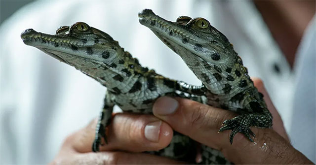 Ugly or biting people, many species of crocodiles and snakes are being left to go extinct, no one to preserve