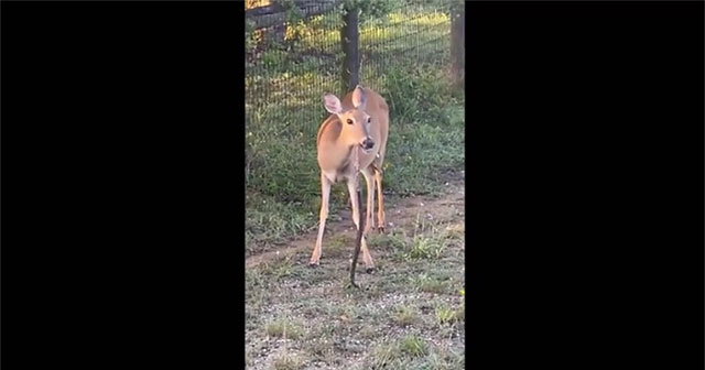 Unbelievable scene of deer eating snake and the surprising reason behind it