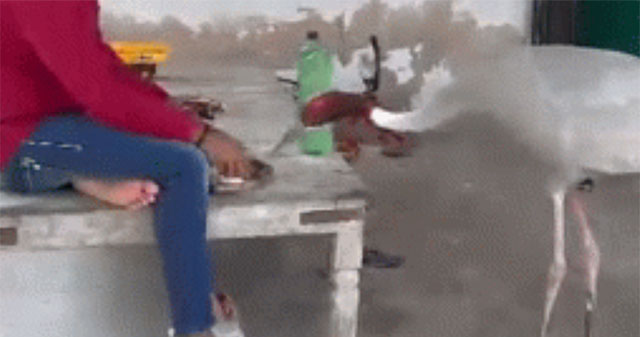 Unbelievable story after man saves red-crowned crane