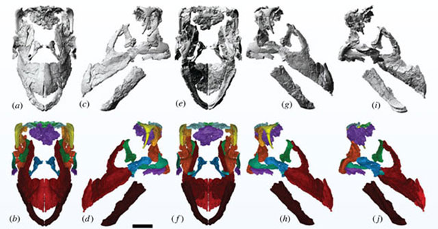 Uncovering the Unknown Body Parts of the Largest Beast on Every Continent