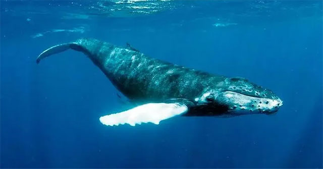 Undersea fiber optic cables can be used to record whales and see what they're doing