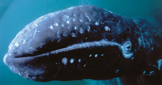 Unexpected disaster when gray whales reappear in the Atlantic Ocean