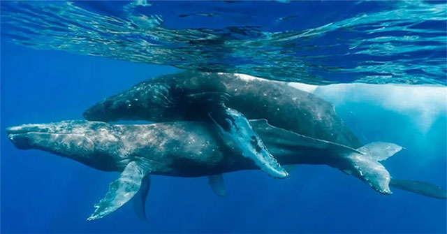 Unexpected discoveries about the sex life of humpback whales
