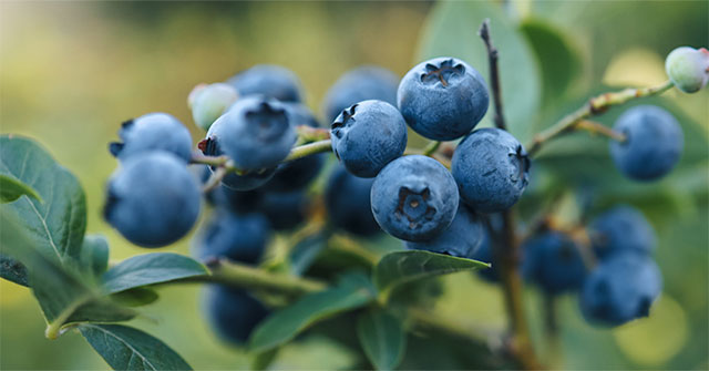 Unexpected discovery about blueberry peels